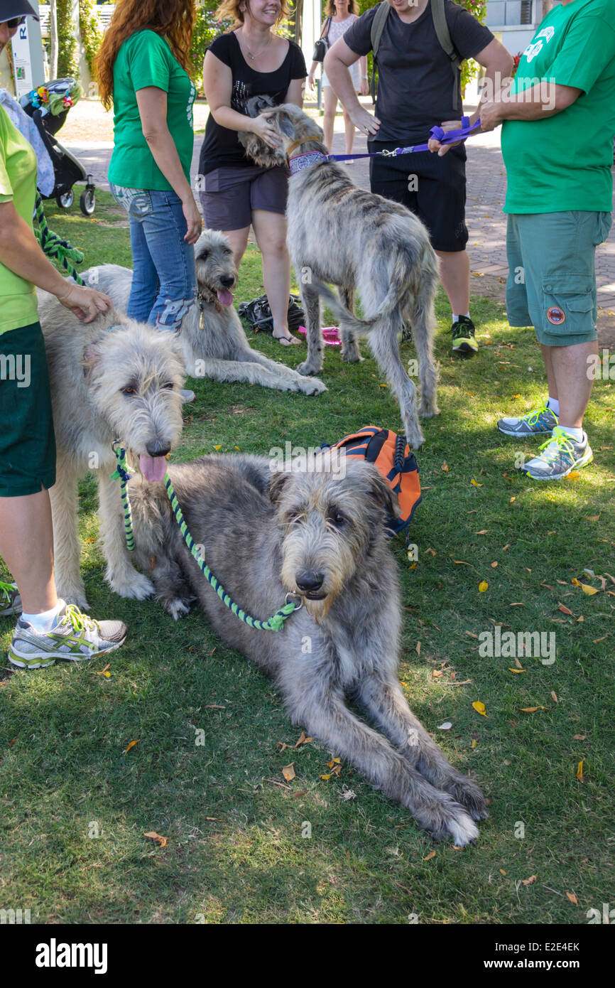 Brisbane Australia, Southbank Parklands, mascotas, perros, lobos irlandeses, grande, correa, AU140315044 Foto de stock