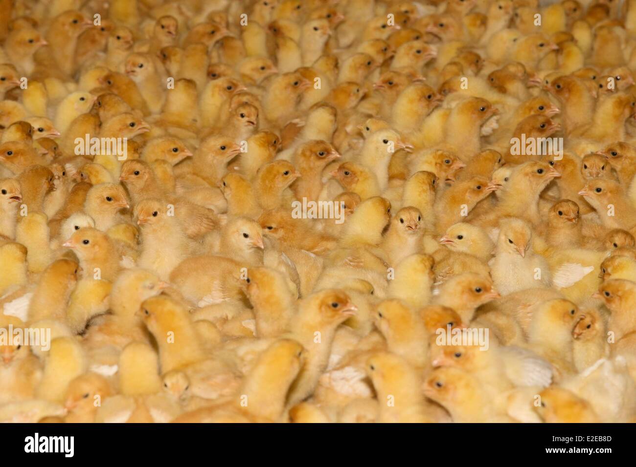 Francia, Bas Rhin, Siegen, la avicultura, la cría de pollos de engorde Foto de stock