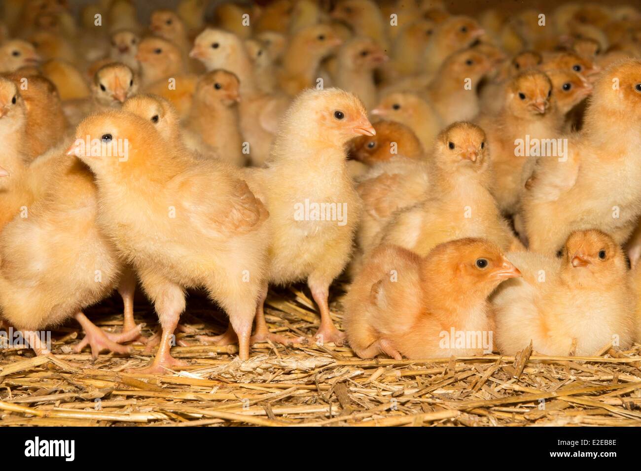 Francia, Bas Rhin, Siegen, la avicultura, la cría de pollos de engorde Foto de stock