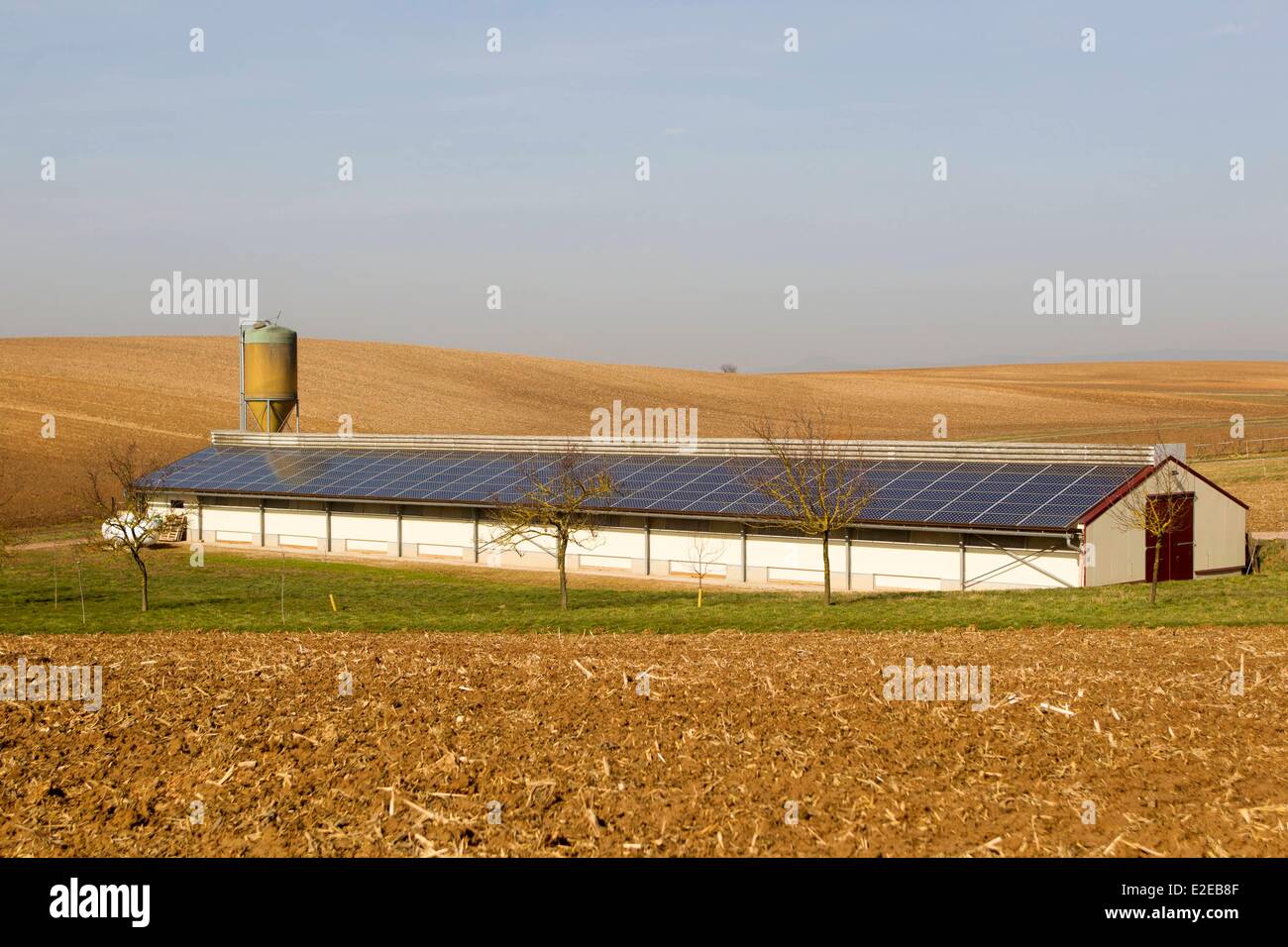 Francia, Bas Rhin, Siegen, la avicultura, la cría de pollos en un edificio cubierto de paneles fotovoltaicos Foto de stock