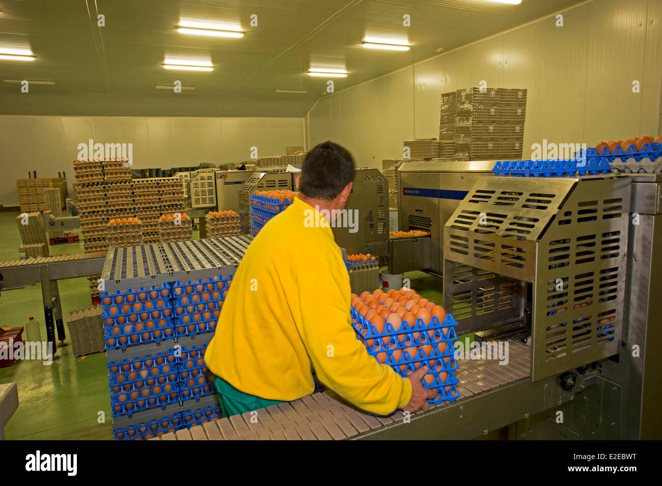 España , Castilla La Mancha , Sayaton , la avicultura, producción de huevos Foto de stock