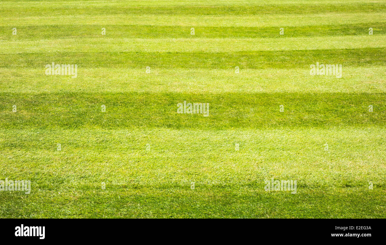 Segado de hierba mostrando rayas dirección de corte Foto de stock
