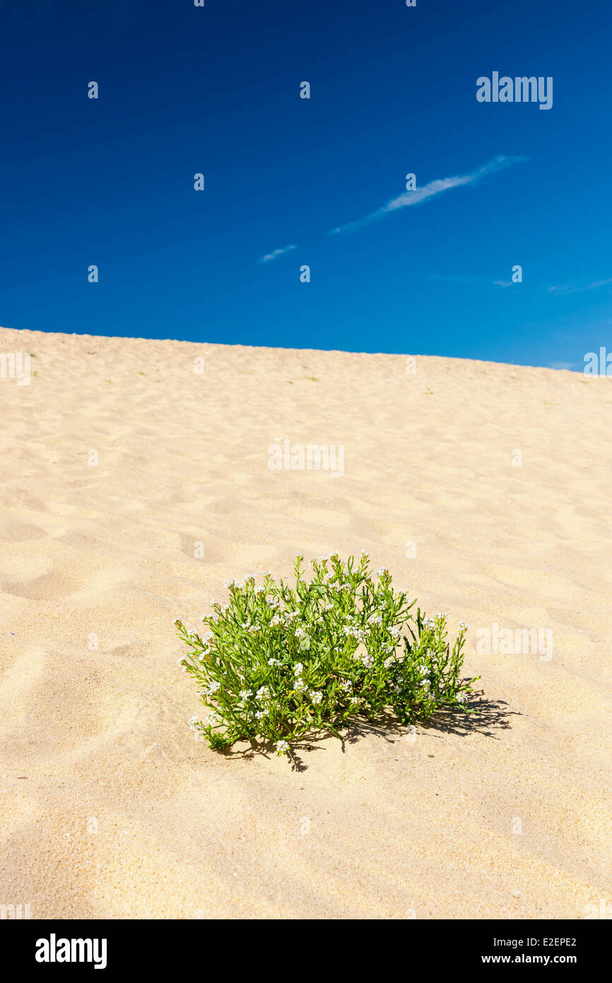 Casse de la belle henriette reserva natural nacional fotografías e