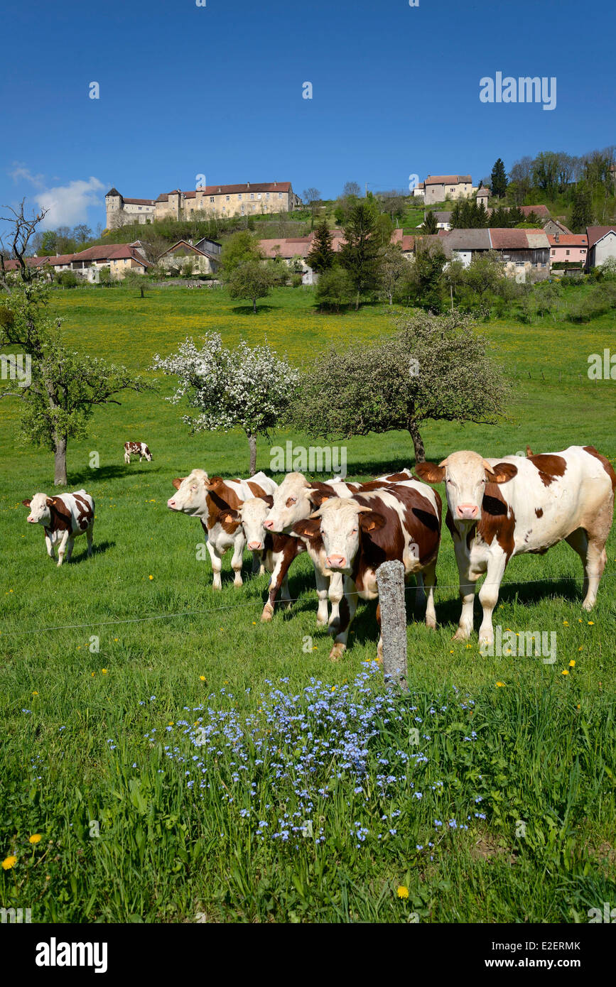 Francia, Doubs, Belvoir, pueblo, castillo, Montbeliard vacas en un feed Foto de stock