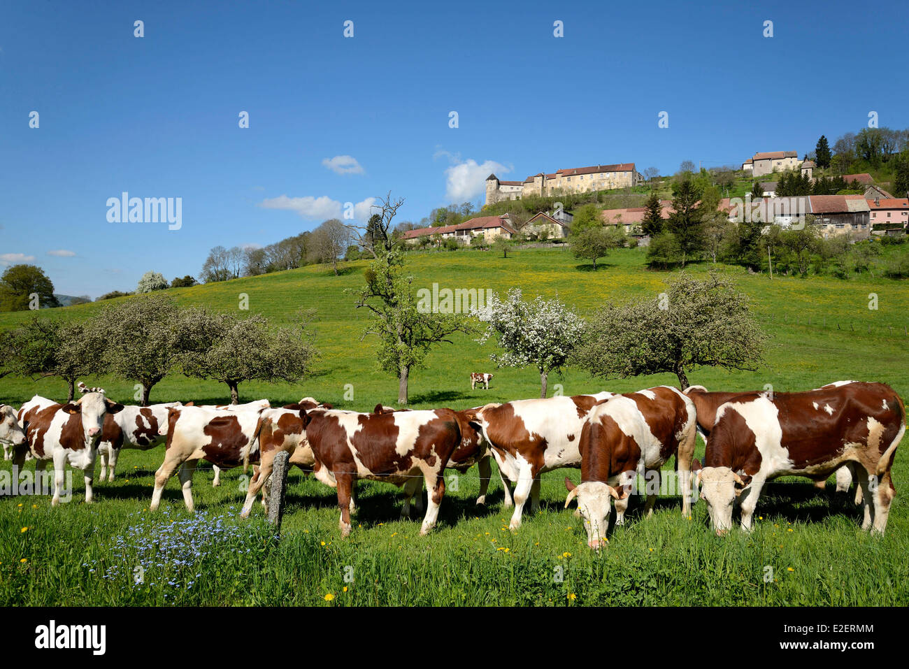 Francia, Doubs, Belvoir, pueblo, castillo, Montbeliard vacas en un feed Foto de stock