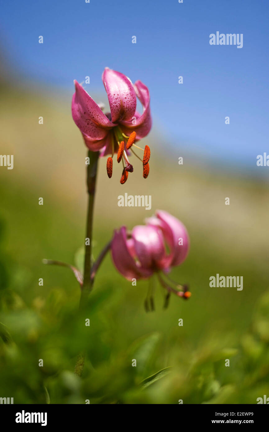 Francia, Alta Saboya, Chamonix, Martagon lily (Lilium martagon), Mont Blanc macizo Foto de stock