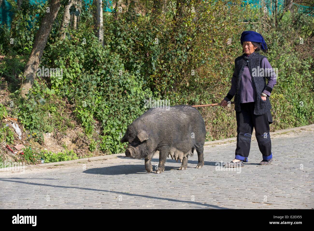 China, en la provincia de Yunnan, pueblo Hani, Yuanyang, Luomadian, la vida cotidiana, la mujer con cerdo Foto de stock