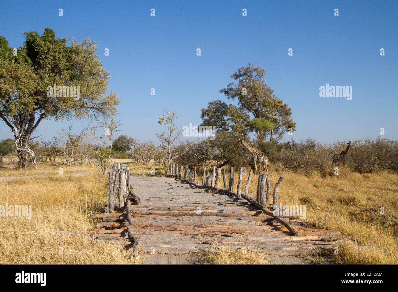 Botswana, Moremi Game Reserve, puente de madera Foto de stock