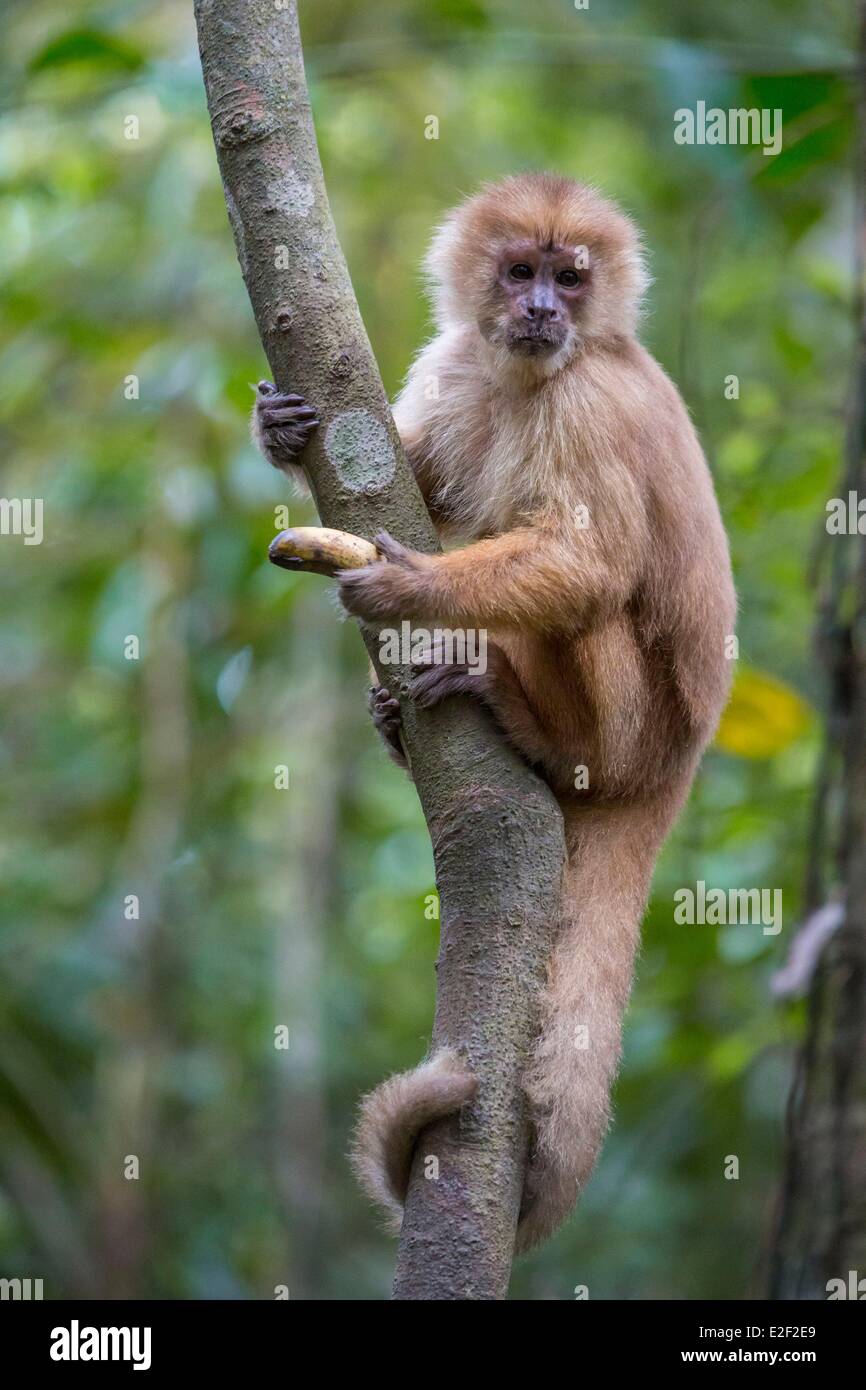 Mono perú fotografías e imágenes de alta resolución - Página 4 - Alamy