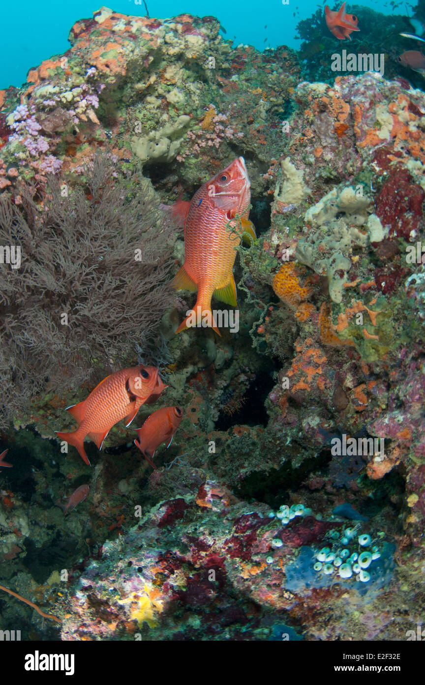 Peces ardilla en Atolón Malé Sur Foto de stock