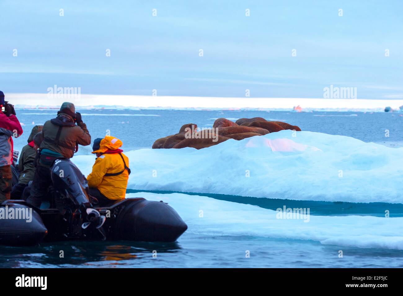 Rusia distrito autónomo de Chukotka Isla Wrangel hielo morsa del Pacífico (Odobenus rosmarus divergens) descansando sobre la banquisa Foto de stock