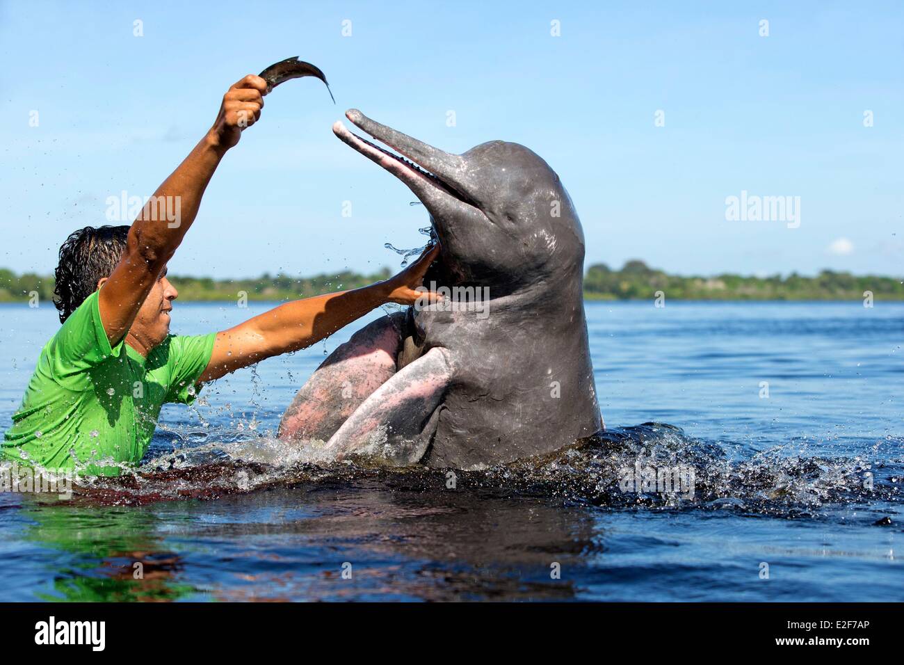 Brasil Manaus, estado de Amazonas a lo largo de la cuenca del río Amazonas río Negro Río Amazonas delfines delfín de río rosado o Boto (Inia Foto de stock