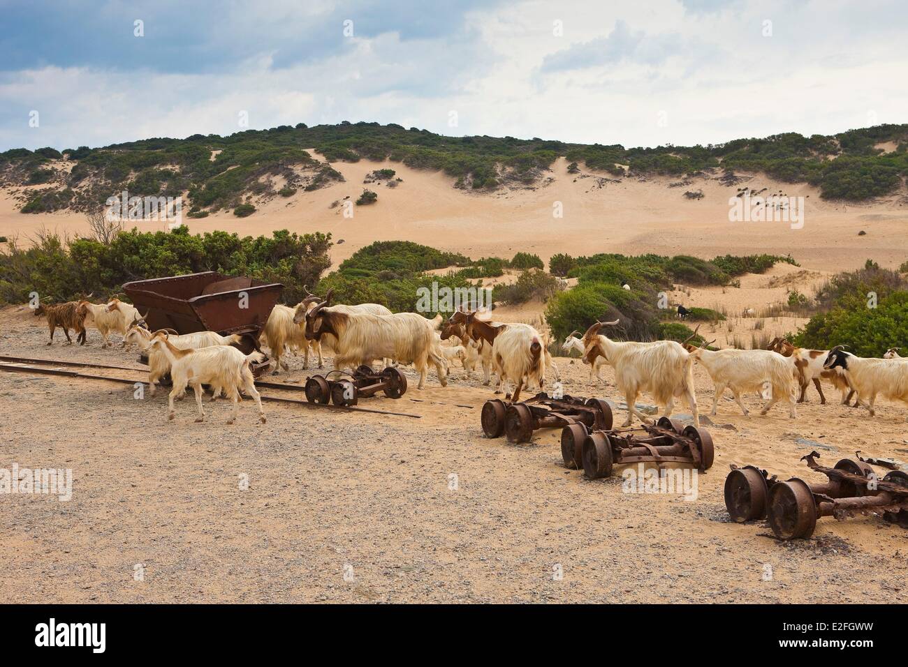 Italia, Cerdeña, provincia de Medio Campidano, la Costa Verde, dunas Piscinas vestigios de minas y cabras Foto de stock