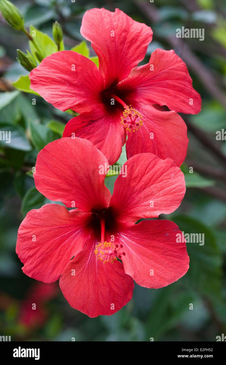 España, Islas Canarias, Gran Canaria, Las Palmas, jardín Marquesa Arucas, rojo flor de hibisco (Hibiscus rosa sinensis) Foto de stock