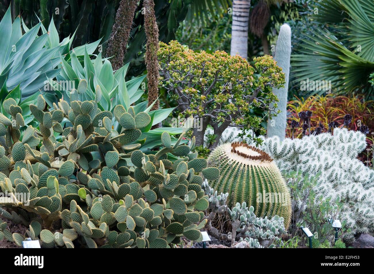 España, Islas Canarias, Gran Canaria, Las Palmas, Arucas, Marquesa de jardín jardín de cactus Foto de stock