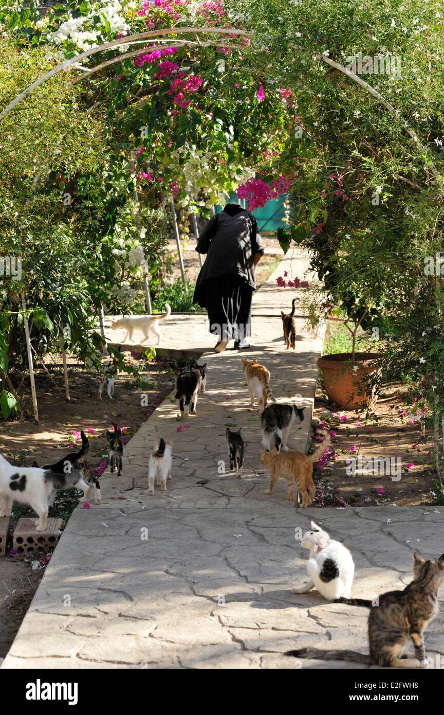 Chipre Limassol Distrito Akrotiri Monasterio de San Nicolas des Chats monja  y sus gatos Fotografía de stock - Alamy