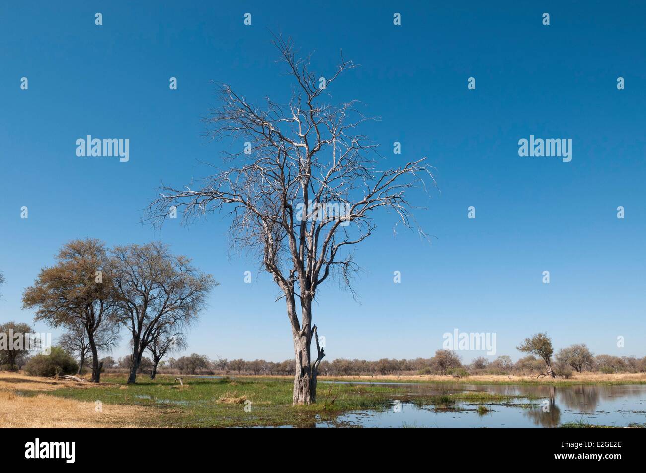 Distrito noroeste de Botswana Delta del Okavango paisaje Foto de stock