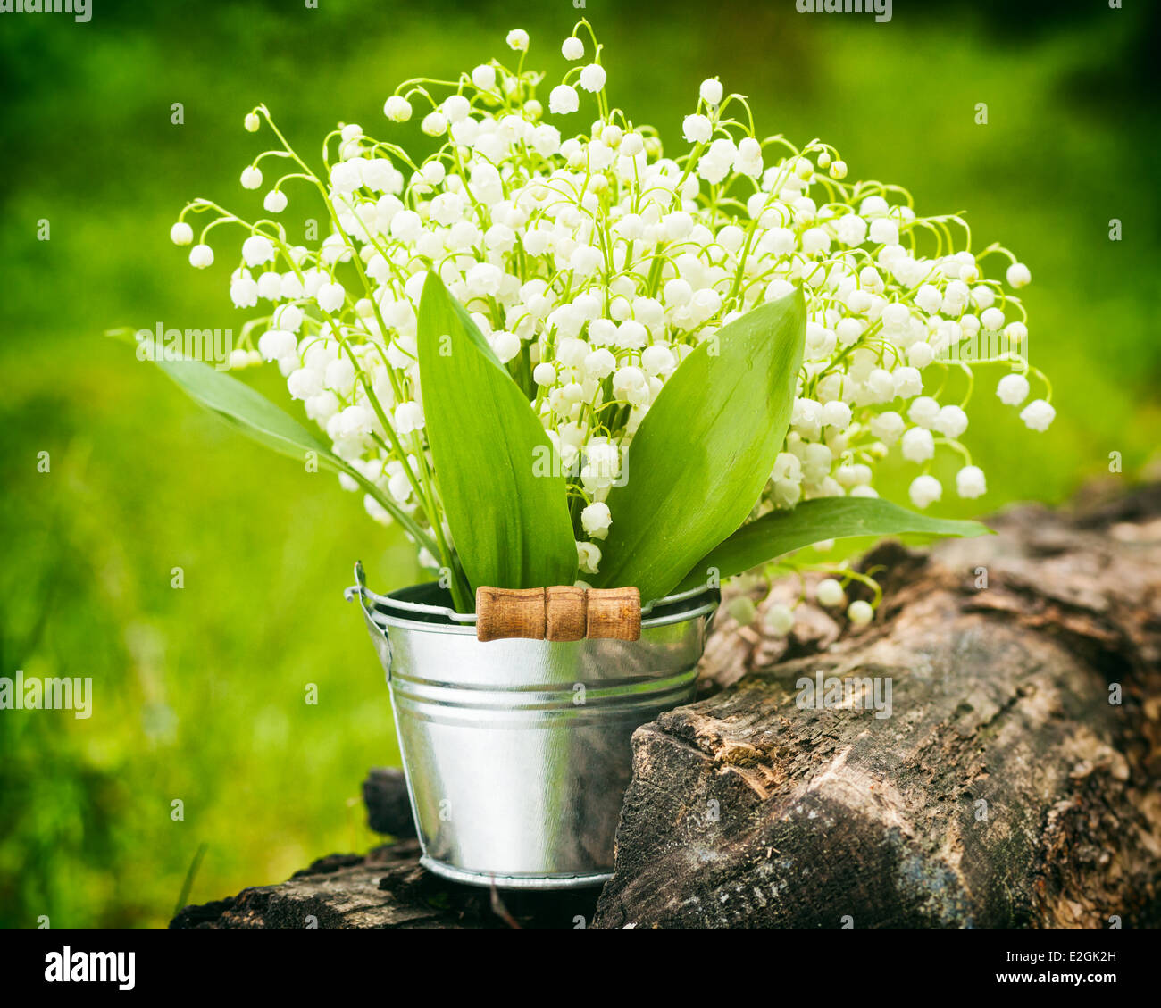 Primavera salvaje de muguete flores en la cuchara en el bosque Foto de stock