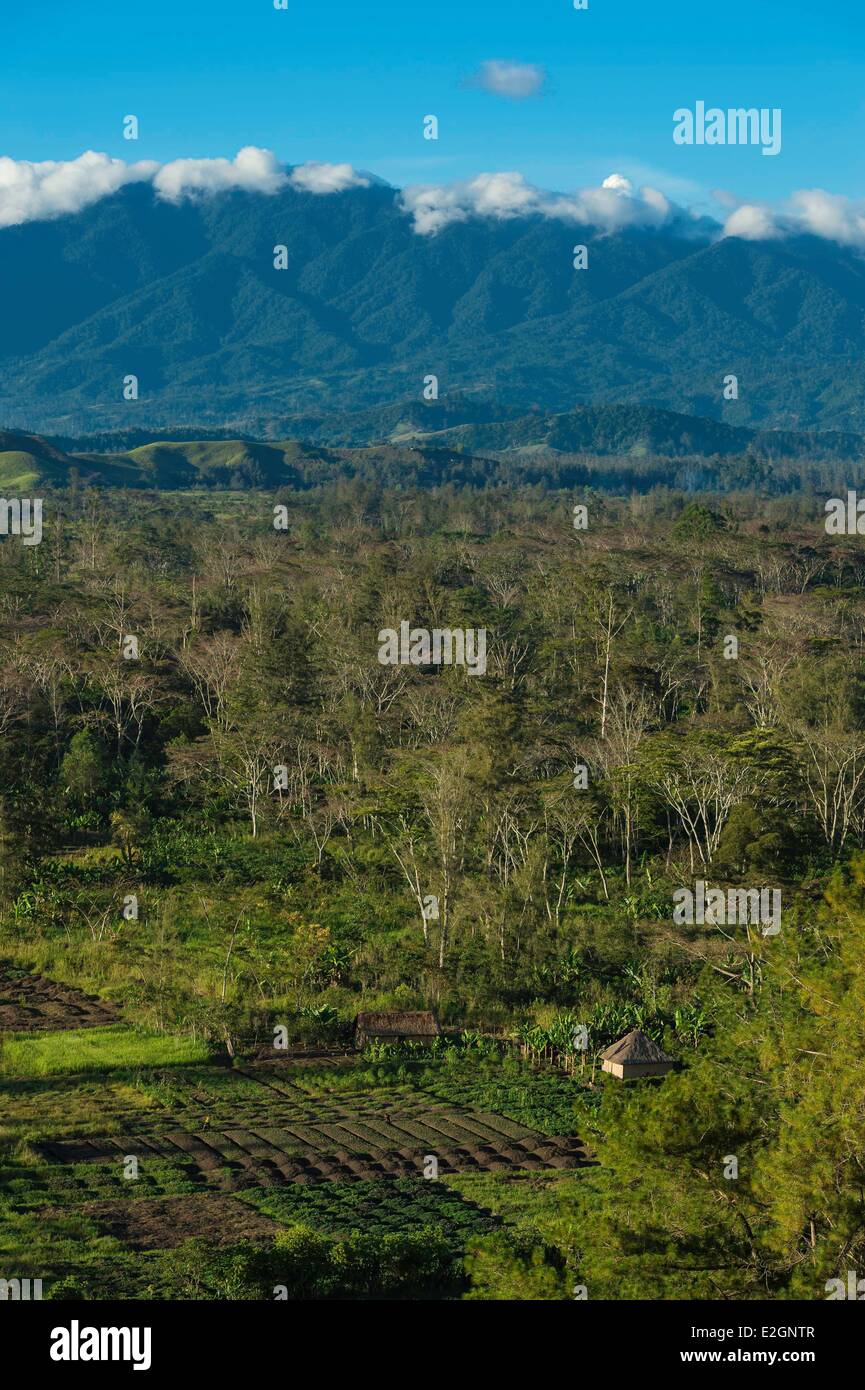 Papua Nueva Guinea occidental provincia montañosa región de Mount Hagen Mindima batata campos Foto de stock
