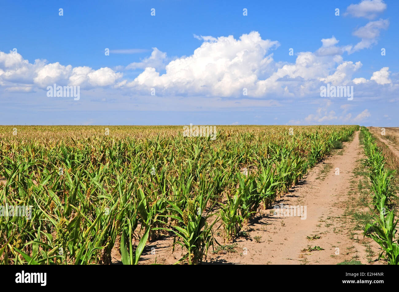 Equipo caminos que conducían a un campo de maíz en Colorado, EE.UU. Foto de stock