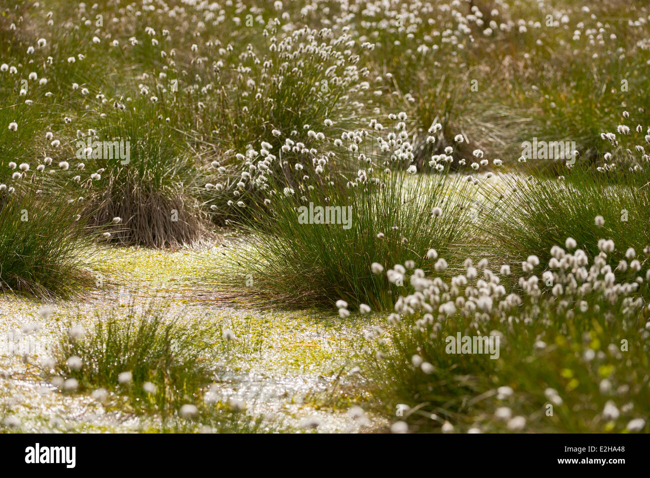 Cespitosas Cottongrass (Eriophorum vaginatum), cabezas de semillas, Schweimker Moor Reserva Natural, Baja Sajonia, Alemania Foto de stock