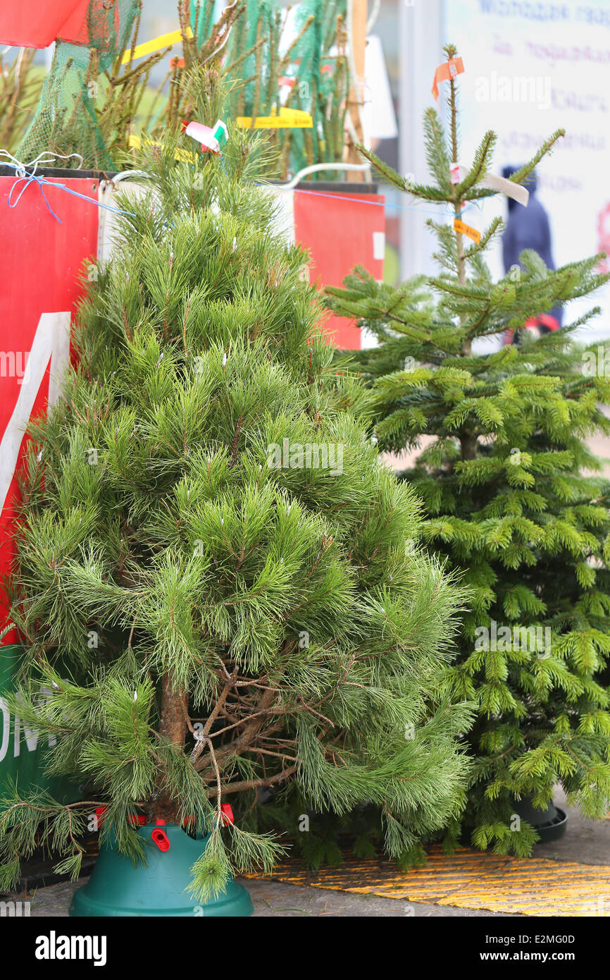 Venta de hermosos árboles verdes para el Año Nuevo en la calle Foto de stock