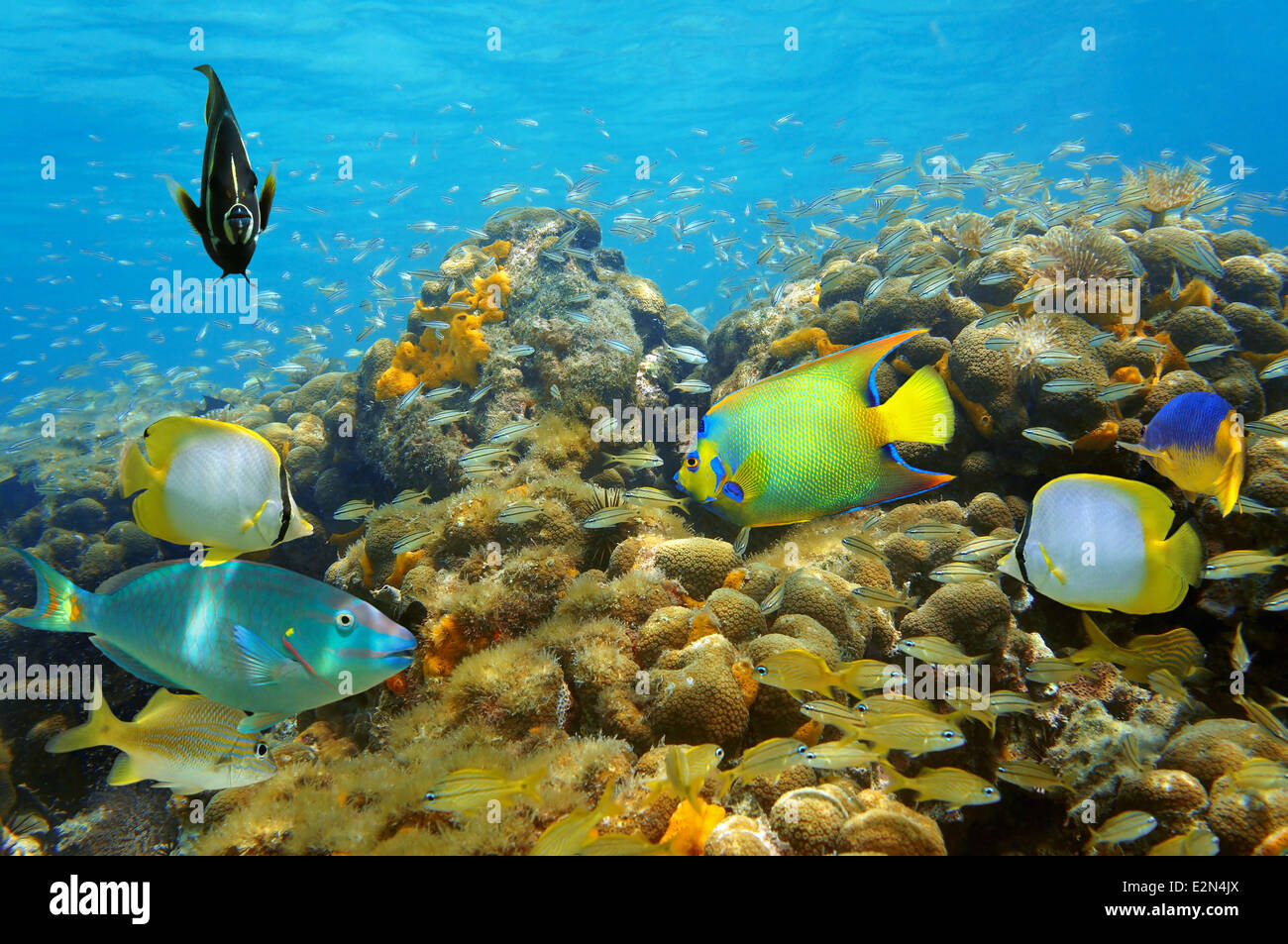 Próspera vida submarina en un arrecife de coral con peces tropicales de colores Foto de stock