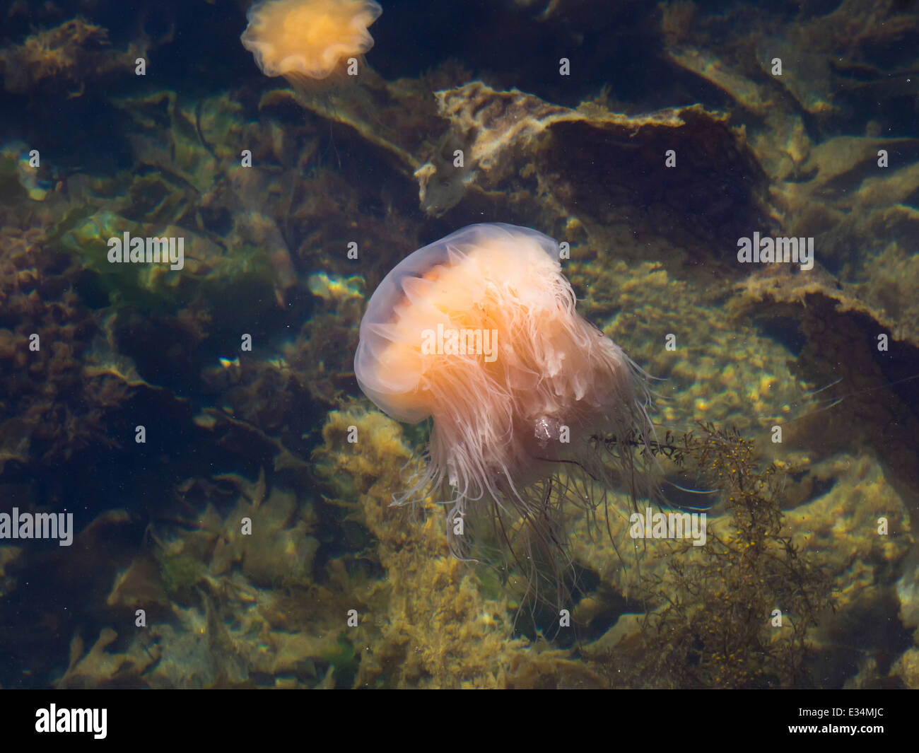 Lion's mane medusas, Cyanea en capillata,en una visita a las aguas someras de la costa noruega Foto de stock