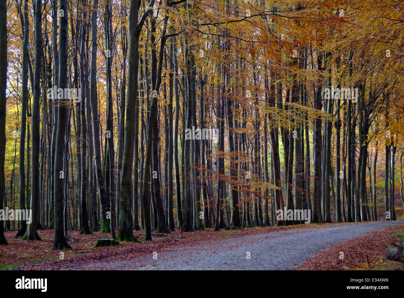 Hayas en el Parque Nacional Jasmund 'Stubnitz' Mar Báltico Ruegen Isla Alemania Foto de stock