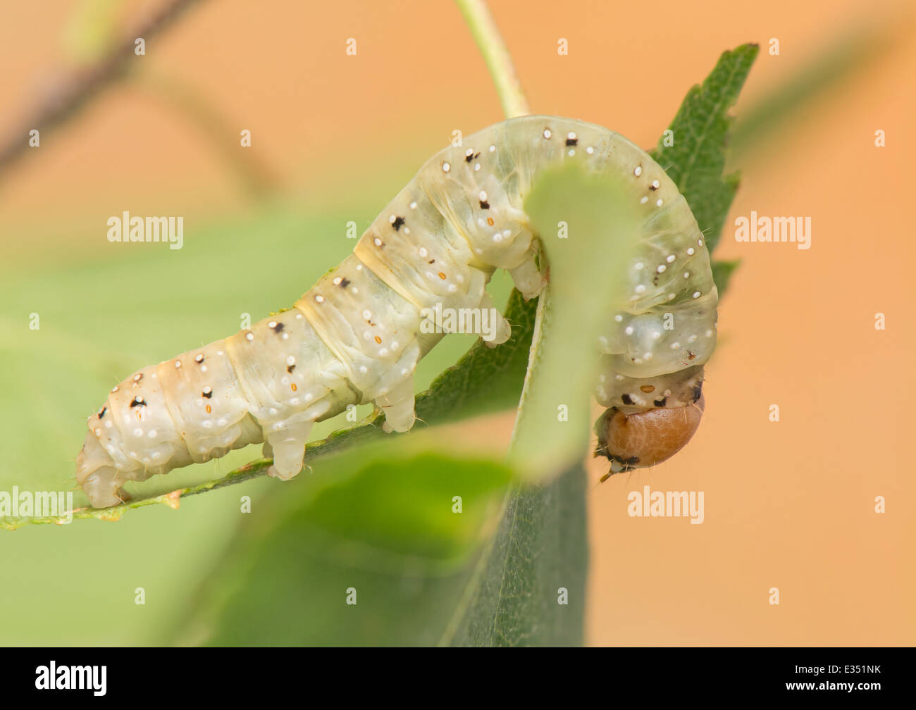 Caterpillar: Achlya flavicornis Foto de stock