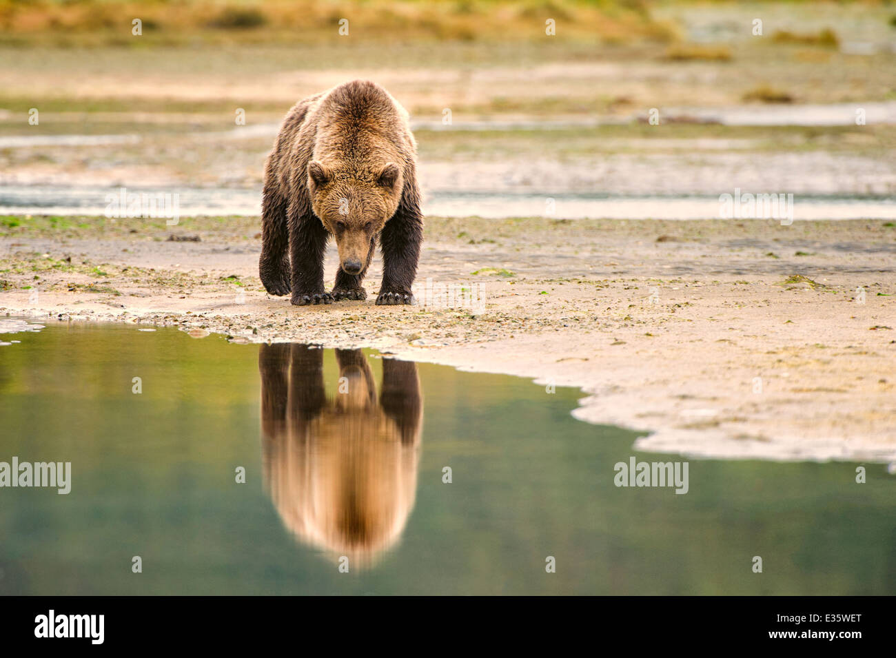 Un oso pardo costera / Grizzly Bear camina por una serpenteante costa en busca de restos de comida en el Parque Nacional de Katmai, Alaska Foto de stock
