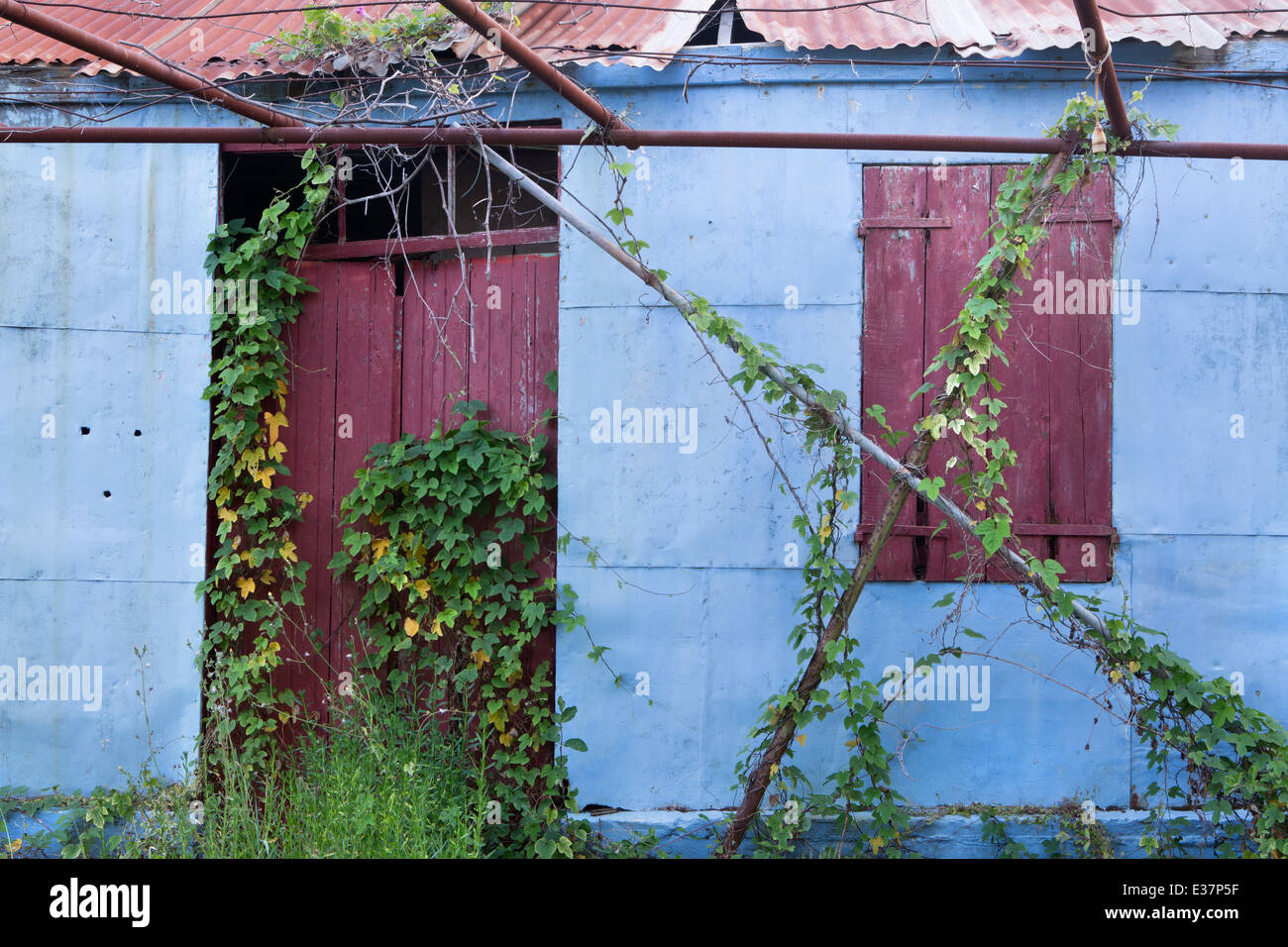 Un antiguo cobertizo de metal azul con un techo ondulado y puerta de madera roja en Katelios está cubierto por un reductor. Foto de stock