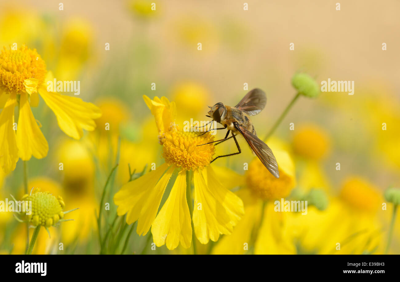 Hierba amarga wildflower con mosca abeja progresivo Foto de stock