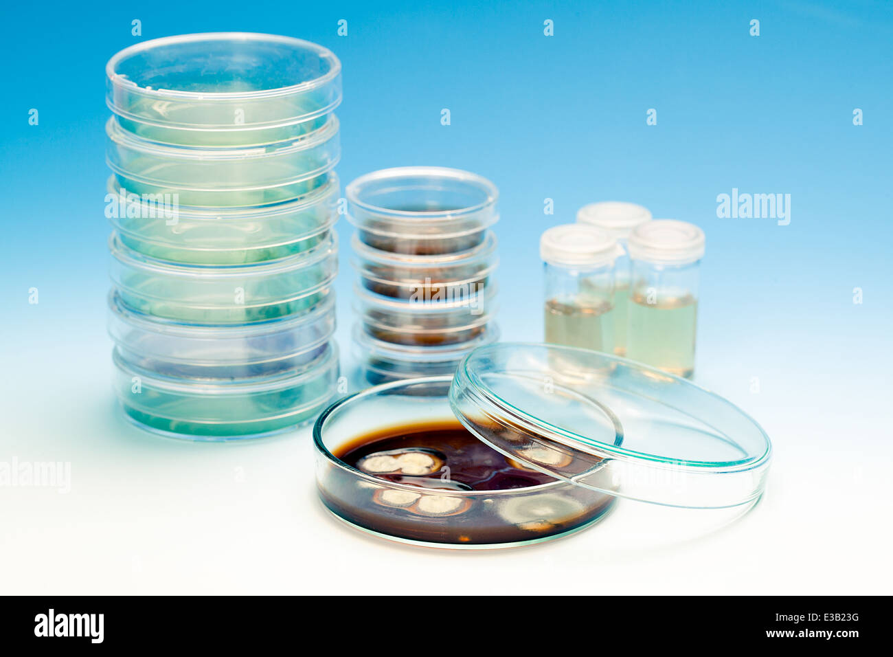Placa de Petri con colonias de microorganismos Foto de stock