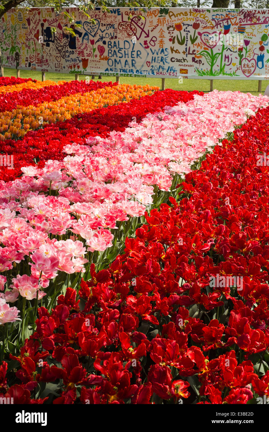 Arreglos florales en los jardines Keukenhof Foto de stock