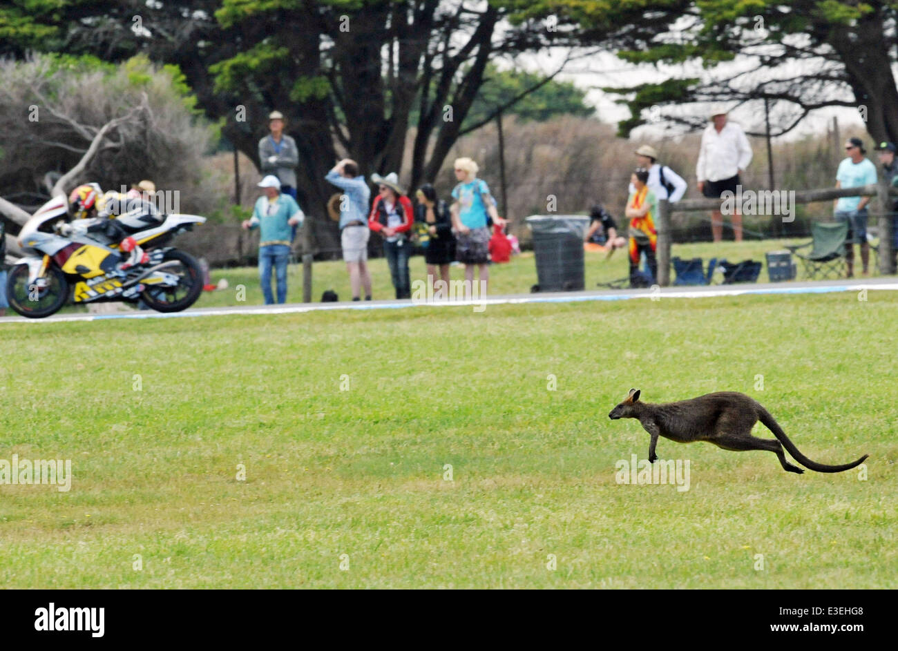 Un canguro carreras sobre la hierba junto con moto3's moto Livio Lo en el  Australian Grand Prix de moto con: Livio Loi,Kangaroo donde: Cowes,  Australia Cuando: 20 de octubre de 2013 Fotografía