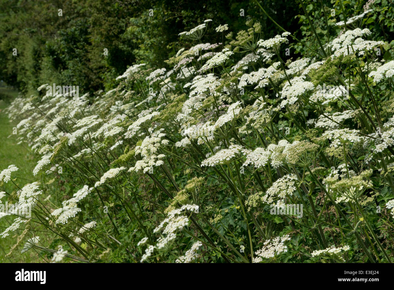 Hogweed, Heracleum sphondylium; blanco umbellifer flores junto a un país ruta en verano Foto de stock