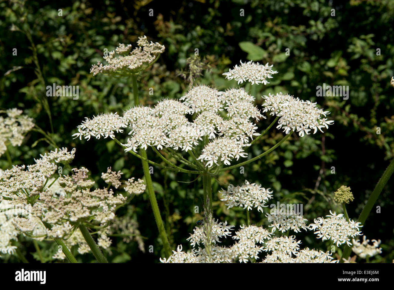 Hogweed, Heracleum sphondylium; blanco umbellifer flores junto a un país ruta en verano Foto de stock