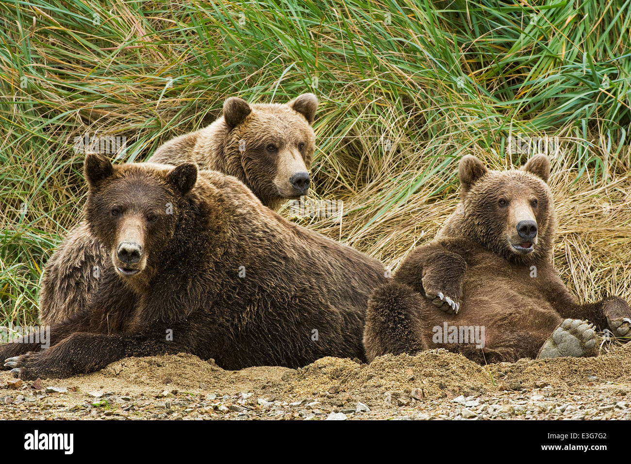 Una madre oso pardo costeros (Grizzly Bear) se relaja en un hoyo de arena con dos yearling cachorros. Foto de stock