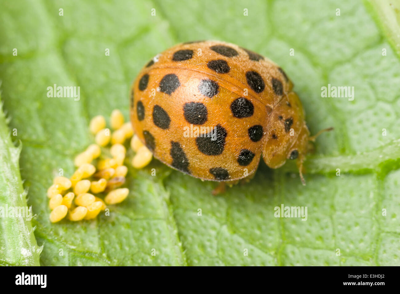 Ladybug eggs fotografías e imágenes de alta resolución - Alamy Ladybug eggs fotografías e imágenes de alta resolución - Alamy