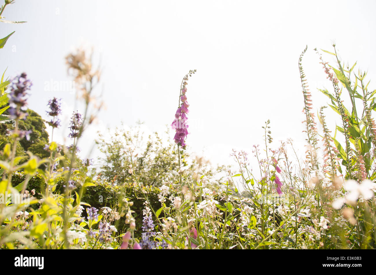 Casa con flores de jardín y sol fotografías e imágenes de alta