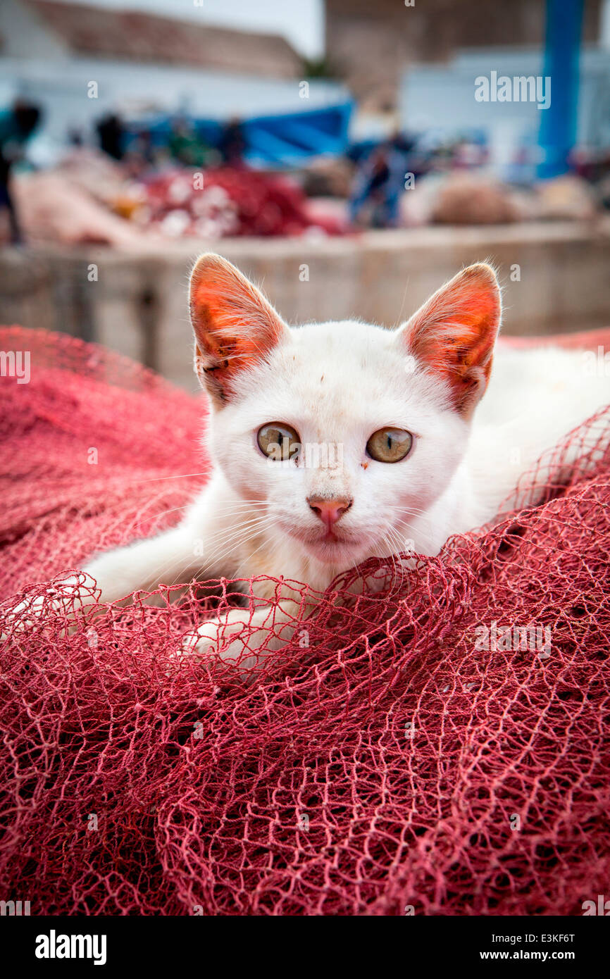 Un joven gato jugando entre las redes de pesca en el puerto de Essaouira en la