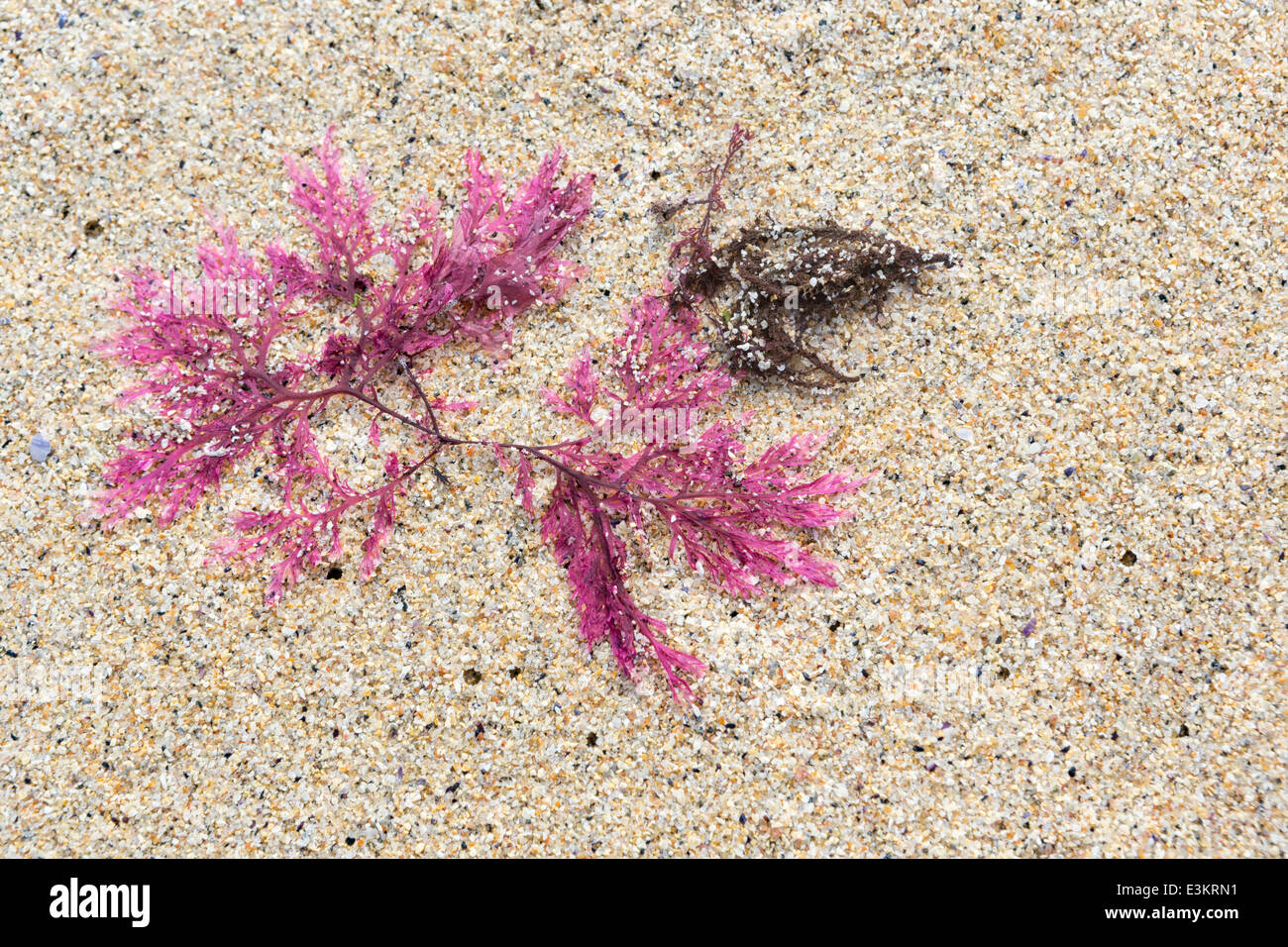 Algas rojas o Callophyllis laciniata, tal y como se encuentran en las playas de Escocia, la isla de Lewis y Harris Foto de stock