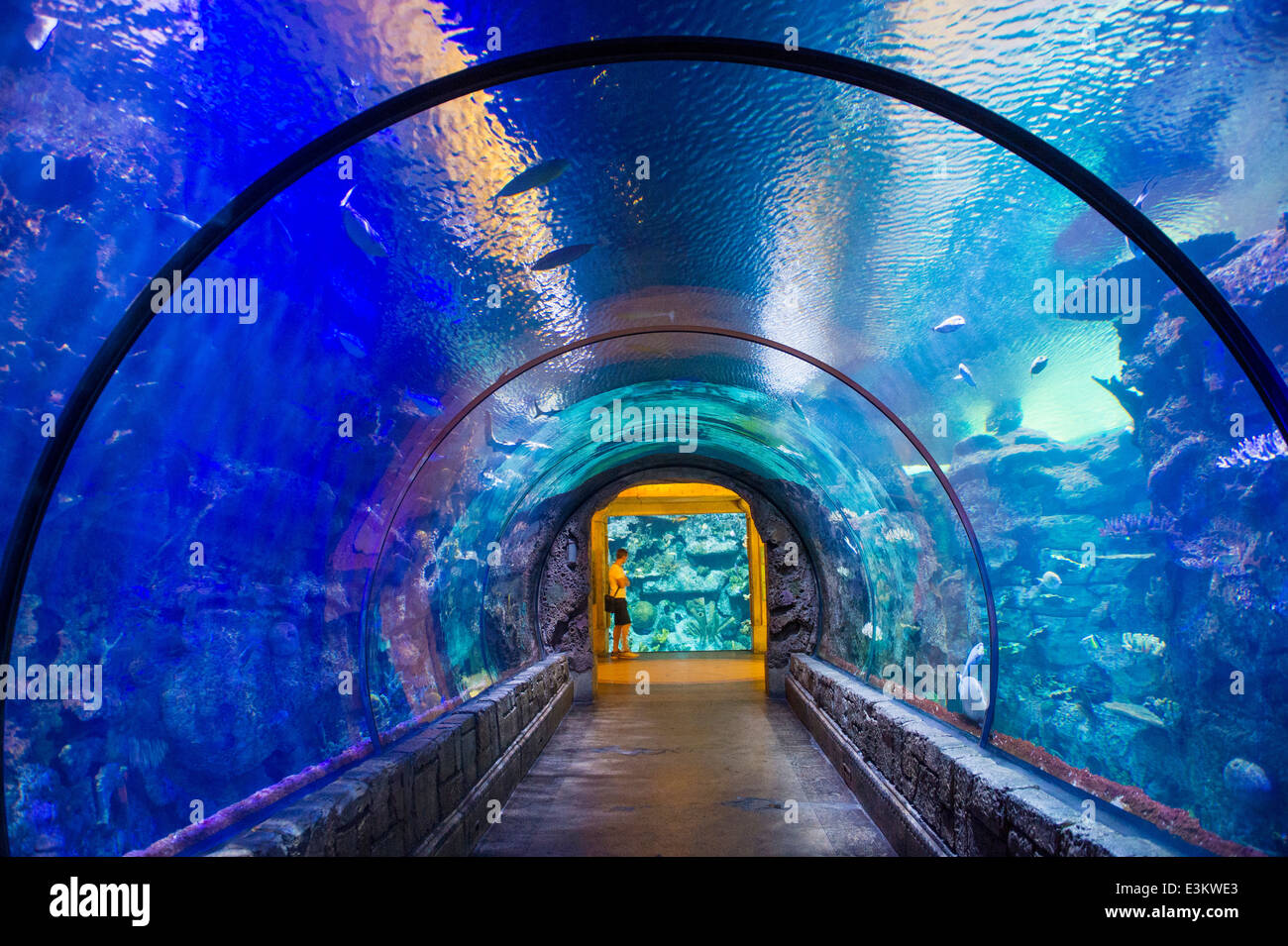 El Acuario de Arrecife de tiburones en el Mandalay Bay Hotel y casino en  Las Vegas Fotografía de stock - Alamy