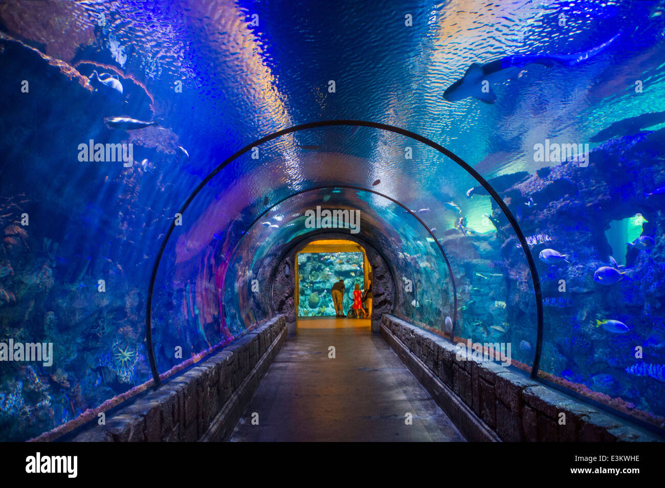 El Acuario de Arrecife de tiburones en el Mandalay Bay Hotel y casino en  Las Vegas Fotografía de stock - Alamy