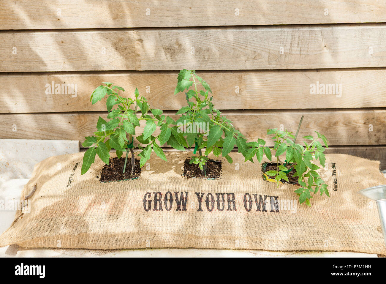 Algunos tomates crecen en una bolsa de arpillera que se imprime con su propio 'crecer' en un patio Foto de stock
