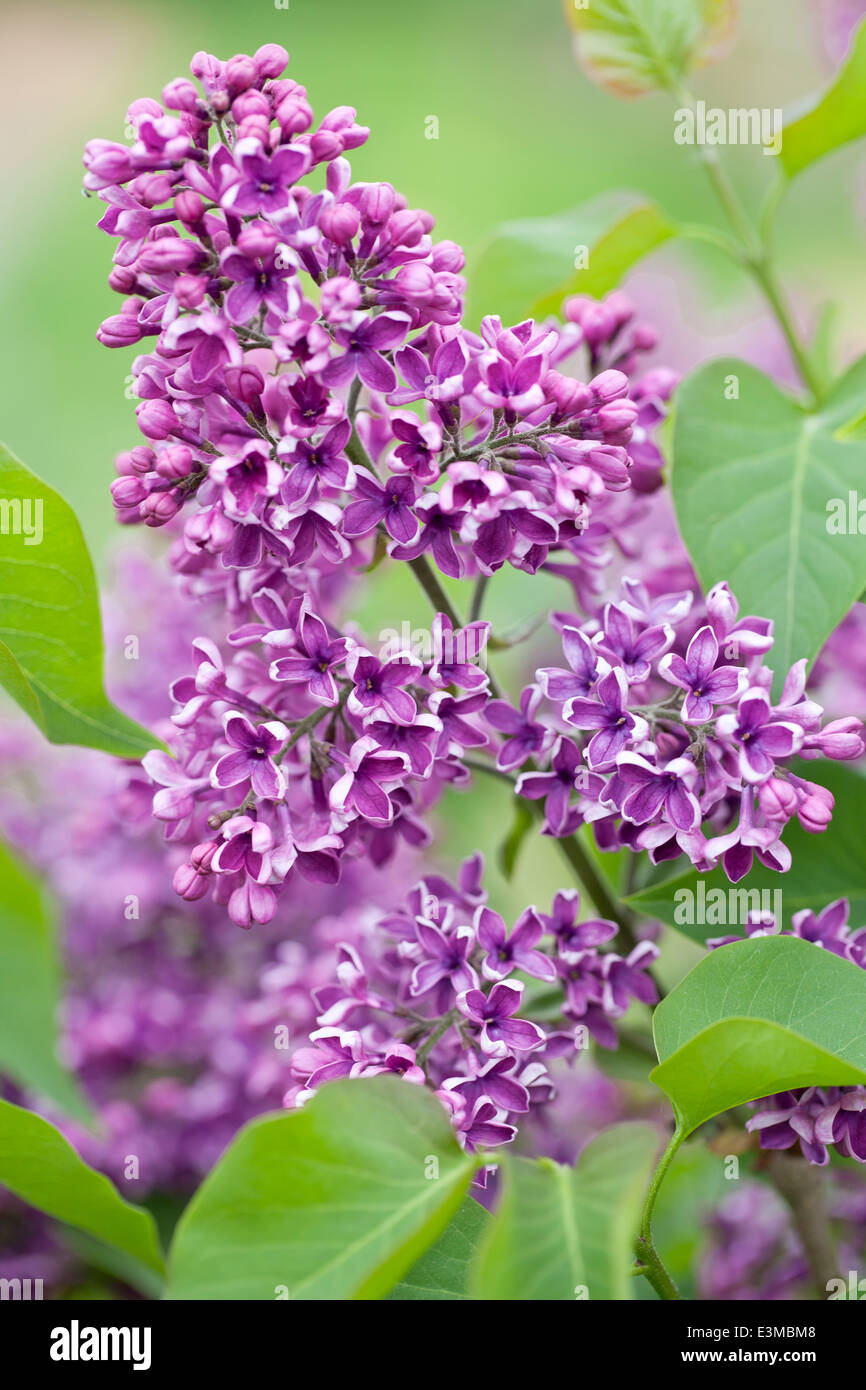 Syringa vulgaris Albert F. Holden, Lila. Arbusto de abril. Violeta flores perfumadas. Foto de stock