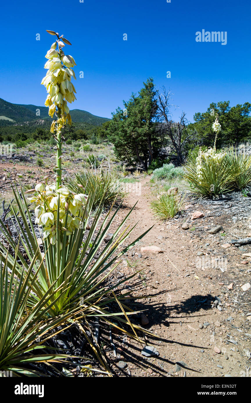 Planta de yuca en plena floración, Little Rainbow Trail, Salida, Colorado, EE.UU. Foto de stock