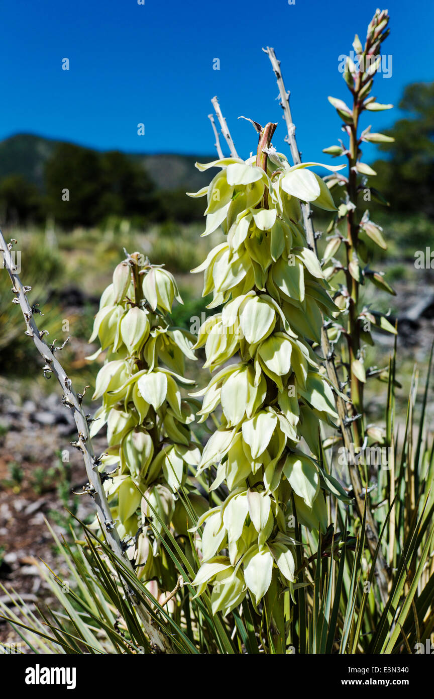 Planta de yuca en plena floración, Little Rainbow Trail, Salida, Colorado, EE.UU. Foto de stock