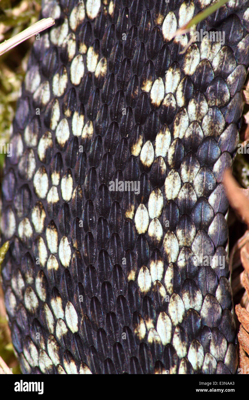 Macho víbora común europea en fase de color azul listos para el apareamiento, Peak District, Inglaterra, Reino Unido - Abril Foto de stock